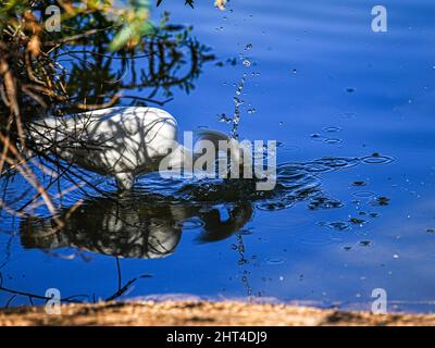 Ein wunderschöner Schneegreiher sucht kürzlich morgens in einem Wasserschutzgebiet in Arizona nach Nahrung Stockfoto