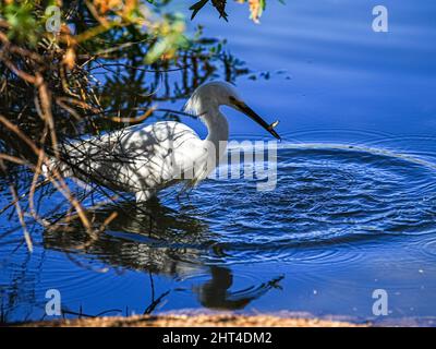 Ein wunderschöner Schneegreiher sucht kürzlich morgens in einem Wasserschutzgebiet in Arizona nach Nahrung Stockfoto