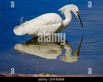 Ein wunderschöner Schneegreiher sucht kürzlich morgens in einem Wasserschutzgebiet in Arizona nach Nahrung Stockfoto