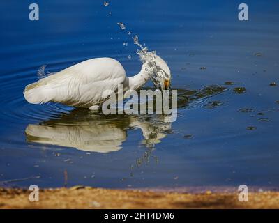 Ein wunderschöner Schneegreiher sucht kürzlich morgens in einem Wasserschutzgebiet in Arizona nach Nahrung Stockfoto