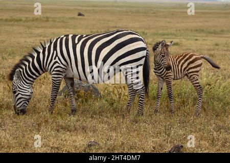 Ebene Zebra (Equus quagga), Herde, mit Wildebeest, auf Savanne. Seronera, Serengeti-Nationalpark, Tansania, Afrika Stockfoto