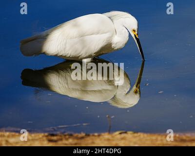 Ein wunderschöner Schneegreiher sucht kürzlich morgens in einem Wasserschutzgebiet in Arizona nach Nahrung Stockfoto