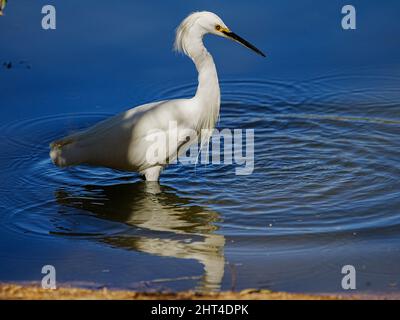 Ein wunderschöner Schneegreiher sucht kürzlich morgens in einem Wasserschutzgebiet in Arizona nach Nahrung Stockfoto