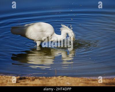 Ein wunderschöner Schneegreiher sucht kürzlich morgens in einem Wasserschutzgebiet in Arizona nach Nahrung Stockfoto