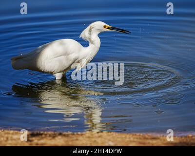 Ein wunderschöner Schneegreiher sucht kürzlich morgens in einem Wasserschutzgebiet in Arizona nach Nahrung Stockfoto