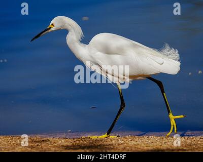 Ein wunderschöner Schneegreiher sucht kürzlich morgens in einem Wasserschutzgebiet in Arizona nach Nahrung Stockfoto