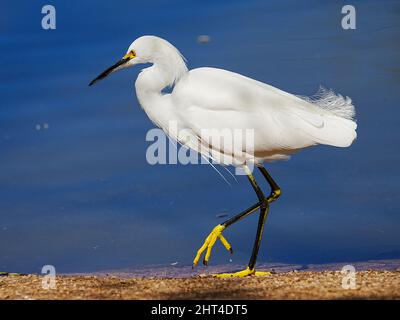 Ein wunderschöner Schneegreiher sucht kürzlich morgens in einem Wasserschutzgebiet in Arizona nach Nahrung Stockfoto