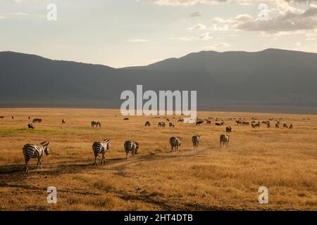 Ebene Zebras (Equus quagga), drei Tiere, die einen kleinen Fluss überqueren. Simba Kopjes, Serengeti-Nationalpark, Tansania Stockfoto