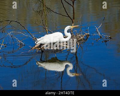 Ein wunderschöner Schneegreiher sucht kürzlich morgens in einem Wasserschutzgebiet in Arizona nach Nahrung Stockfoto