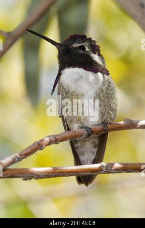 Costas Kolibri (Calypte costae), der die langen Halsfedern zeigt, die auf jeder Seite des Kopfes aufflackern. Madera Canyon, Arizona, USA Stockfoto