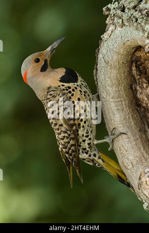 Rot-shafted Flicker (Colaptes auratus), an Baumhöhle Nest Fütterung jung. Mifflin County, Central Pennsylvania, USA Stockfoto