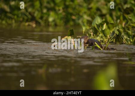 Riesenotter (Pteronura brasiliensis), Erwachsener mit einem Jungen, schwimmend. Pantanal, Mato Grosso, Brasilien Stockfoto