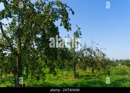 Blick auf einen Apfelgarten mit reifen Früchten Stockfoto