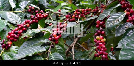 Zahlreiche rote arabica-Kaffeebohnen auf den Kaffeebäumen mit großen grünen Blättern Stockfoto