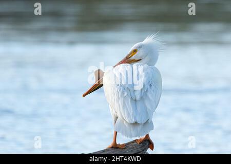 Rückansicht Nahaufnahme eines American White Pelicans mit Nuptial Tubercle. Stockfoto