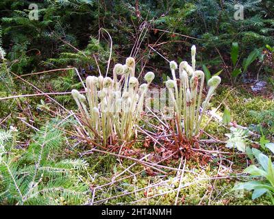 Farnwedeln wachsen im Frühjahr im Pippy Park im Wald Stockfoto