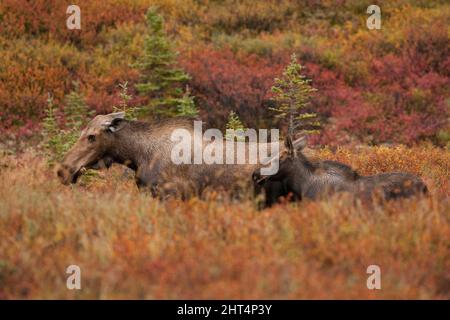 Elche (Alces alces), Kuh und Kalb im Fluss. Denali National Park, Alaska, USA Stockfoto