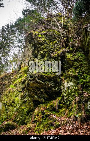 Vertikale Aufnahme von chamaecyparis formosensis Stockfoto