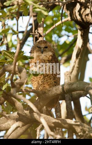 Pels Fischeule (Scotopelia peli), brüllend. Eine der größten Eulen, 51 bis 63 cm lang, Flügelspannweite ca. 153 cm, Gewicht 2 bis 2,35 kg. Moremi Game Rese Stockfoto