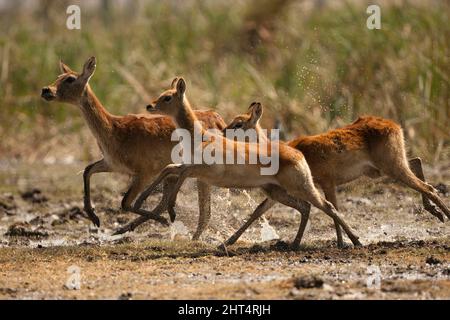 Rote Lechwe (Kobus leche), weiblich mit jung, laufend. Moremi Game Reserve, Okavango Delta, Botswana Stockfoto