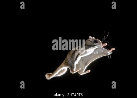 Südliches fliegendes Eichhörnchen (Glaucomys volans), Voplaning oder Gleiten in der Nacht, Lenken und Balancieren mit seinem Schwanz. Arizona, USA Stockfoto