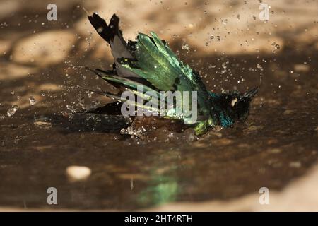 Super Star (Lamprotornis Superbus), Baden in einer Pfütze. Ngorongoro Conservation Area, Tansania, Afrika Stockfoto