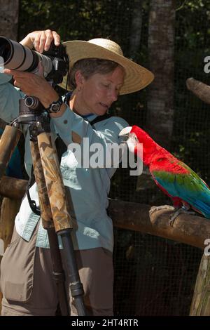 Gegenseitiges Interesse zwischen der Fotografin Mary Ann McDonald und einem scharlachroten Ara. Pantanal, Mato Grosso, Brasilien Stockfoto
