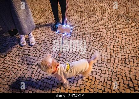 Porto, Portugal. 25.. Februar 2022. Während der Demonstration wird ein Hund mit einem Plakat gesehen. Friedlicher Protest auf dem Aliados-Platz in Porto zur Unterstützung der Ukrainer am Nachmittag. Kredit: SOPA Images Limited/Alamy Live Nachrichten Stockfoto