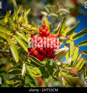 Nahaufnahme von schönen roten orangen Beeren und grünen Blättern von Berg Esche Äste, im Herbst Sonnenlicht mit geringer Tiefenschärfe und weich Stockfoto