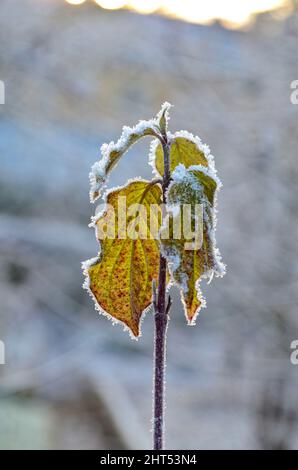 Eine Selektion von gelben, verwelkten Blättern im Frost Stockfoto