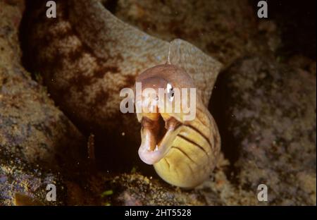 Graumoräne (Gymnothorax nubilus), hat einen umgedrehten Mund, scheint zu lachen. Mit 40 bis 100 cm der kleinste NZ-Muränen-Aal mit einer hohen Rückenflosse. Stockfoto