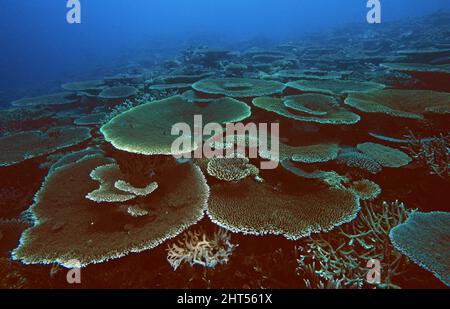 Plattenkorallen (Acropora sp.), Vila, Vanuatu Stockfoto