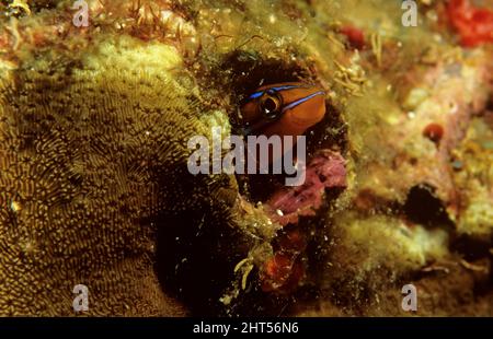 Bluestriped Fangblenny (Plagiotremus rhinorhynchos), Manado, Indonesien Stockfoto