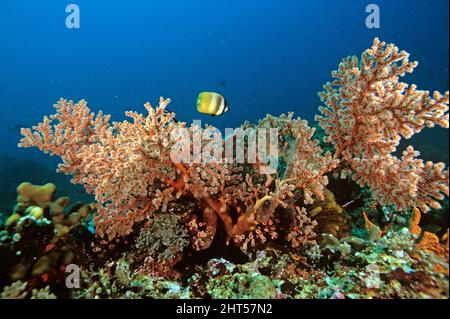 Klein’s (Brown, Yellow and White) Butterflyfish Chaetodon kleinii und orange verzweigte Weichkoralle Manado, Indonesien Stockfoto