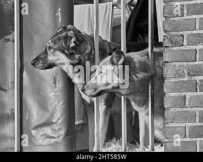 Graustufenaufnahme von zwei Hunden, die in die gleiche Richtung schauen. Stockfoto