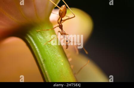 Nahaufnahme der Weber-Ameise, die einen Stamm der Anthurium-Blüte hinunterklettert. Stockfoto