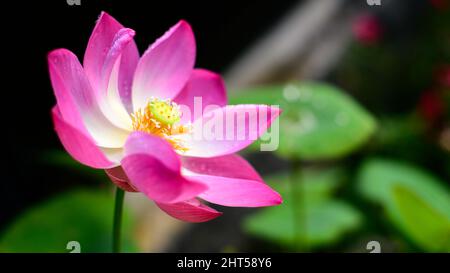 Schöne Lotusblume (Nelumbo nucifera) im Teich in der Nähe, blüht am Morgen, wächst in Richtung der Sonne. Stockfoto