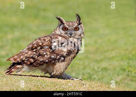 Eine Kapadler-Eule (Bubo capensis), die auf dem Boden thront, Südafrika Stockfoto