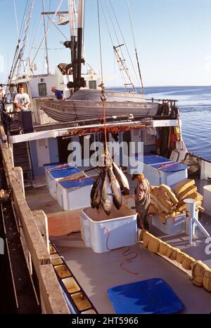 Südlicher Blauflossen-Thun (Thunnus maccoyii), der mit einem Kran von einem kommerziellen Fischerboot entladen wird. Port Lincoln, South Australia Stockfoto