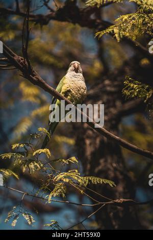 Eine Nahaufnahme eines kleinen Papageien auf einem Baumzweig in einem Wald Stockfoto