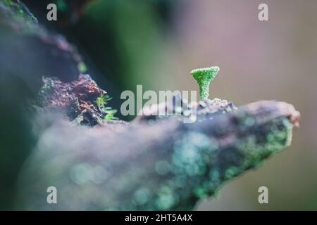 Selektiver Fokus von Flechten, die auf einem toten Baumstamm in einem Wald wachsen Stockfoto