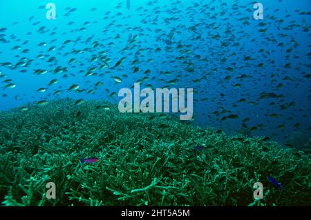 Chromis (Chromis sp.) über der Staghorn-Koralle. Bunaken Reserve, Manado, Indonesien Stockfoto