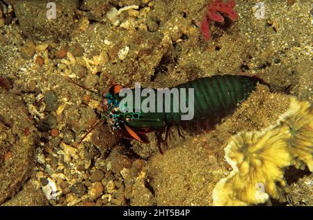 Pfauenmantis-Garnelen (Odontodactylus scyllarus), kann seine Beute mit 80 km/h, die schnellste aller Tiere Ambon, Indonesien, Jabs Stockfoto