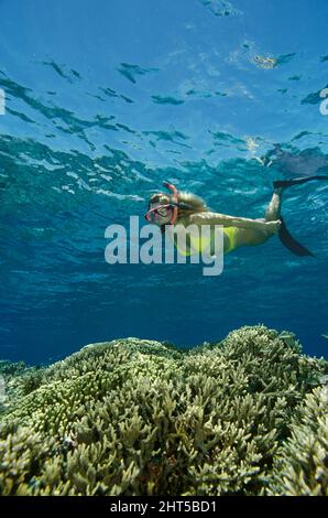 Schnorchler schwimmt über harten Korallen. Diese Korallen wachsen schnell und sind trotz gelegentlicher Schäden durch Stürme gut in flachem Wasser. Stockfoto