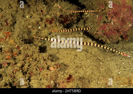 Gekritzelte Seenadeln (Corythoichthys intestinalis), können bis zu 16 cm Indonesien wachsen Stockfoto