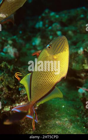 Rotschwanz-Triggerfisch (Xanthichthys mento), männlich, der mit Cortez rainbow Wrasses (Thalassoma lucasanum) gereinigt wird. Stockfoto