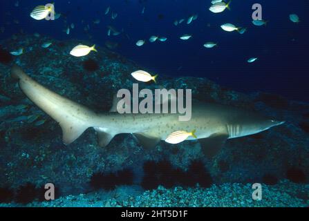 Grauer Ammenhai (Carcharias taurus), Forster, New South Wales, Australien Stockfoto