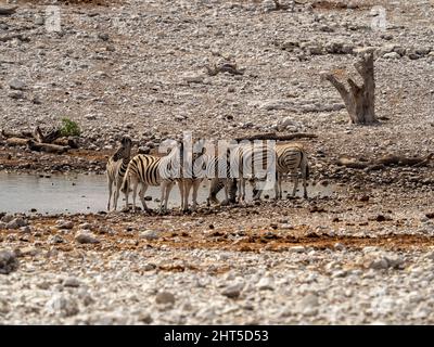 Zebras trinken aus dem Wasserloch Stockfoto