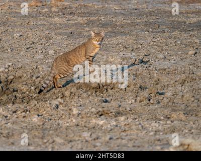 Eine Nahaufnahme einer Katze in einer Wüste Stockfoto