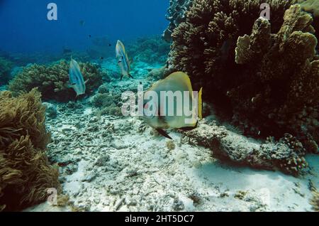 Teira Batfish (Platax teira), Schlange an der Reinigungsstation. Stockfoto